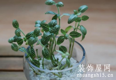 这些植物能净化空气