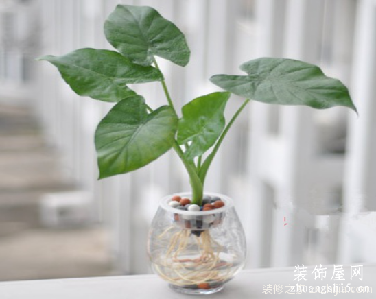 水培滴水观音怎么养？水培滴水观音的养殖方法